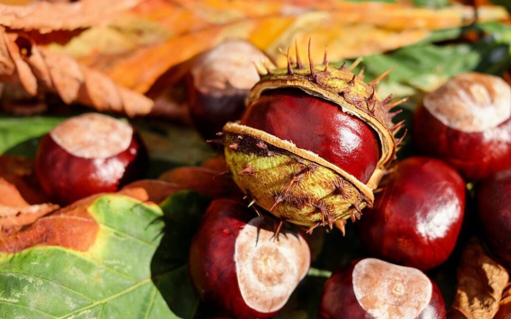 Castaña abierta mostrando su fruto rojo brillante dentro de la cáscara espinosa, rodeada de otras castañas y hojas verdes