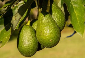 Aguacates verdes madurando en el árbol rodeados de hojas bajo la luz del sol
