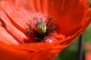 Macro del centro de una amapola roja con estigma amarillo y estambres oscuros