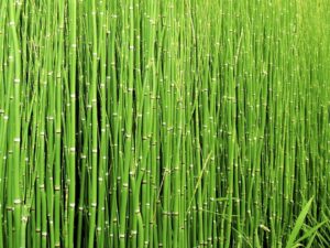 Cola de Caballo - Equisetum arvense