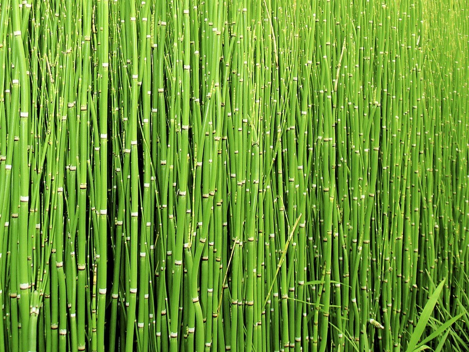 Cola de Caballo - Equisetum arvense