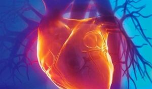 Corazón humano en tonos rojos y naranjas con vasos sanguíneos sobre fondo azul, ilustración médica 3D