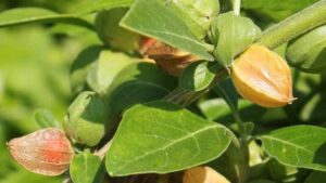 Planta de ashwagandha con frutos anaranjados envueltos en cálices y hojas verdes al sol