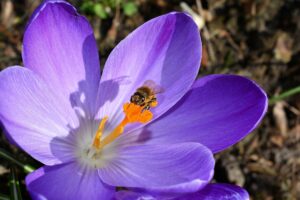 Abeja recolectando polen de los estigmas naranjas de una flor de azafrán violeta