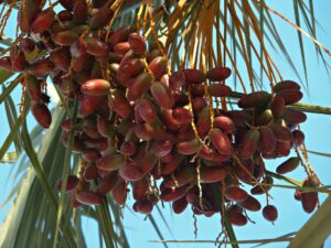 Racimos de dátiles rojizos madurando en una palmera datilera bajo un cielo azul