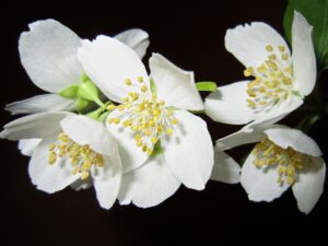 Flores blancas de jazmín con estambres amarillos sobre fondo negro