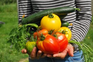 Manos sosteniendo tomates rojos y amarillos, pepinos y hojas de zanahoria recién cosechados del huerto