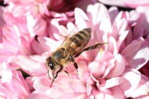 Abeja recolectando polen sobre flores de crisantemo rosa en primer plano
