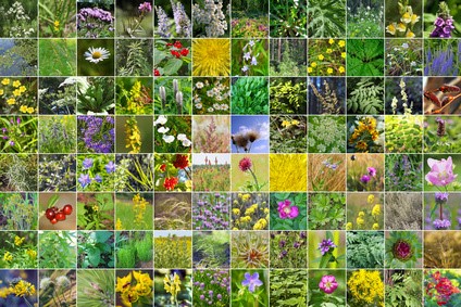 Collage de plantas medicinales y flores silvestres con hierbas verdes y flores amarillas, rosas y moradas