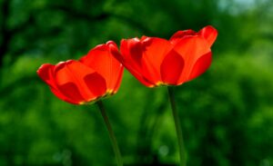 Dos tulipanes rojos iluminados por el sol sobre fondo verde desenfocado en primavera