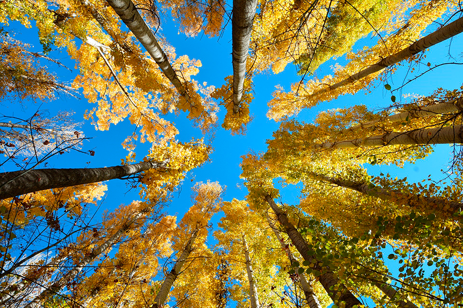 Copas de abedules con hojas doradas de otoño vistas desde abajo contra un cielo azul intenso