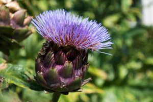 Bio Alcachofera