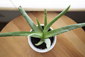 Planta de aloe vera en maceta blanca sobre mesa de madera vista desde arriba