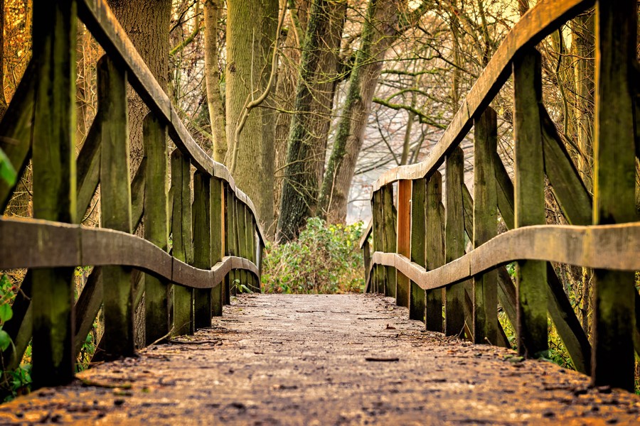 Puente de madera con barandillas en un bosque otoñal, ideal para caminar y hacer deporte al aire libre