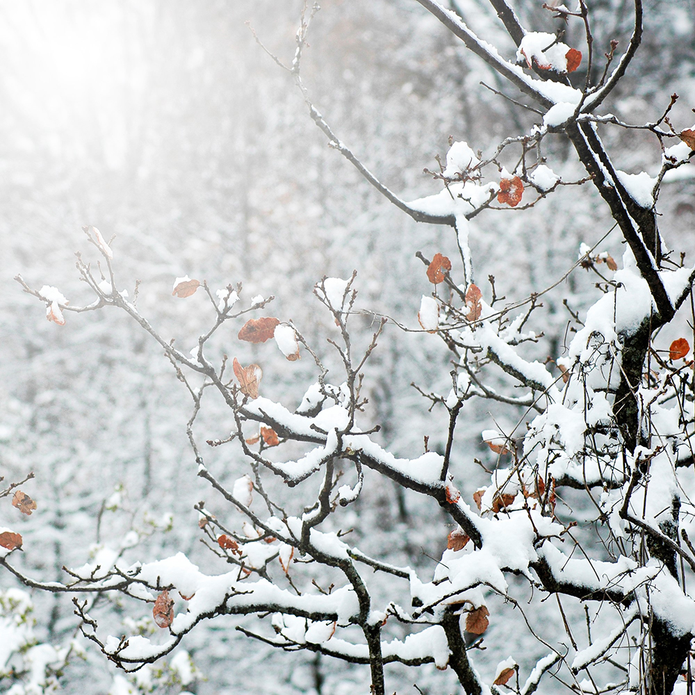Ramas nevadas con hojas secas anaranjadas en un bosque invernal cubierto de nieve