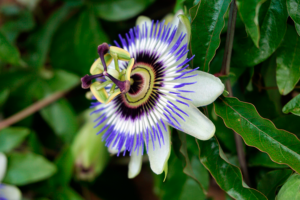 Flor de pasiflora con filamentos morados y blancos rodeada de hojas verdes