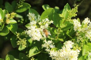 Abeja recolectando néctar sobre flores blancas de aligustre entre hojas verdes