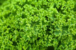 Hojas verdes rizadas de kale fresco vistas de cerca