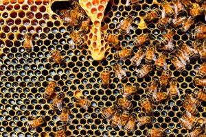 Abejas obreras trabajando sobre panal de miel con celdillas hexagonales y jalea real