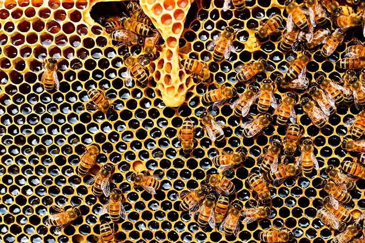 Abejas obreras trabajando sobre panal de miel con celdillas hexagonales y jalea real