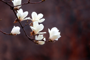 Flores blancas de magnolia en una rama sobre fondo marrón desenfocado en primavera