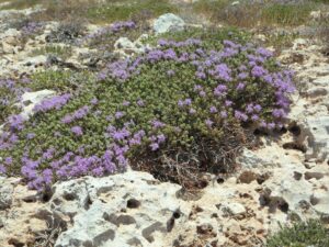 Mata de tomillo con flores moradas creciendo sobre roca caliza en terreno natural mediterráneo