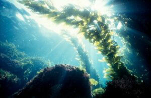 Bosque de algas kelp bajo el mar con rayos de sol filtrándose entre el agua turquesa