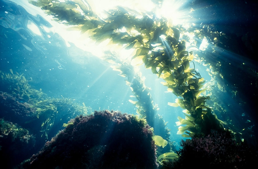 Bosque de algas kelp bajo el mar con rayos de sol filtrándose entre el agua turquesa