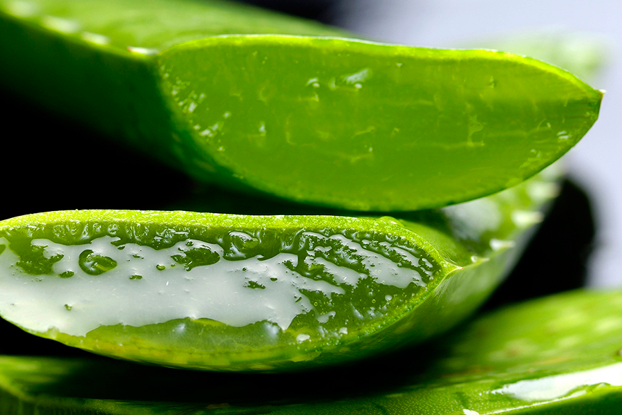 Hojas de aloe vera cortadas mostrando el gel transparente en su interior