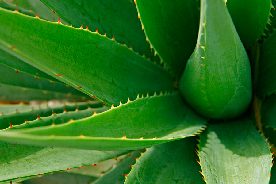 El Aloe Vera Imprescindible En Verano Derbós Laboratorio Natural 3684