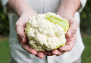 Manos sosteniendo una coliflor fresca recién recolectada con hojas verdes sobre fondo de jardín