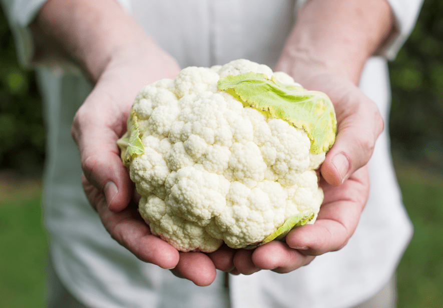 Manos sosteniendo una coliflor fresca recién recolectada con hojas verdes sobre fondo de jardín