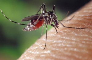 Mosquito hembra picando la piel humana con el abdomen lleno de sangre en primer plano