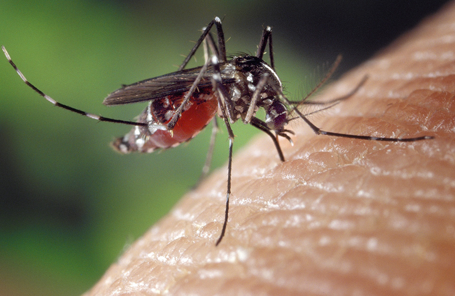 Mosquito hembra picando la piel humana con el abdomen lleno de sangre en primer plano