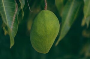 Mango verde inmaduro colgando de la rama de un árbol rodeado de hojas verdes