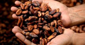 Manos sosteniendo un puñado de granos de cacao secos y tostados