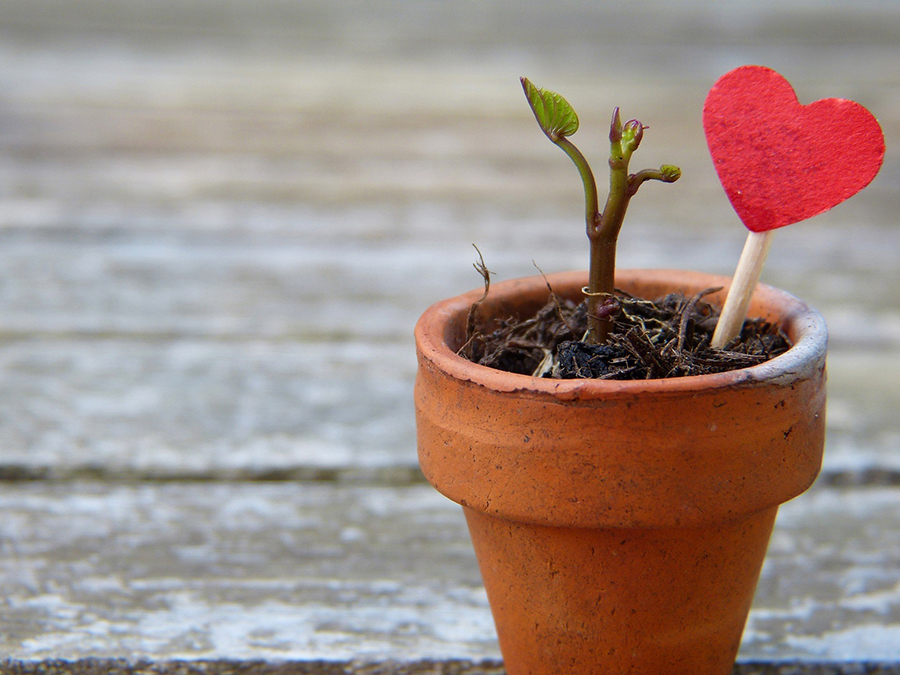 Brote verde en maceta de barro con corazón rojo de papel sobre madera