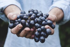 Manos de agricultor sosteniendo un racimo de uvas negras recién cosechadas