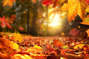 Hojas secas de otoño en tonos rojos y dorados sobre el suelo de un bosque con el sol al fondo