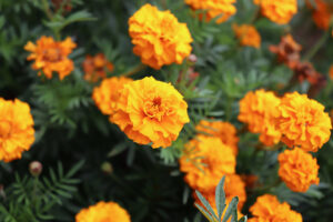 Flores de caléndula naranja en plena floración rodeadas de hojas verdes en el jardín