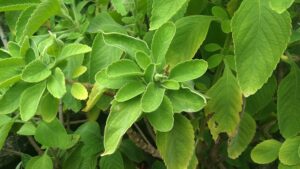 Hojas verdes y aromáticas de boldo, planta medicinal, con nervaduras marcadas y bordes dentados