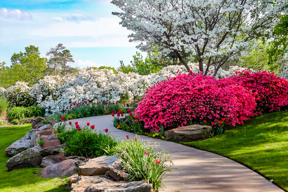 Jardín en primavera con azaleas rosas y blancas, tulipanes y árbol florido junto a un camino