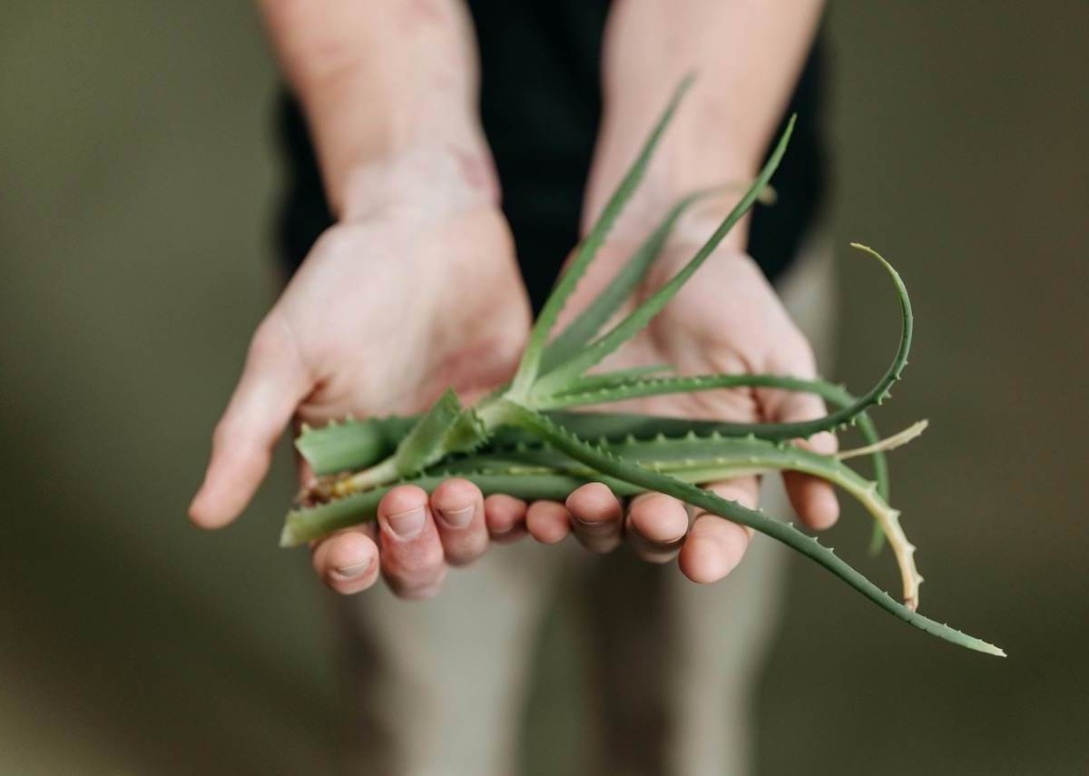 Planta de aloe vera