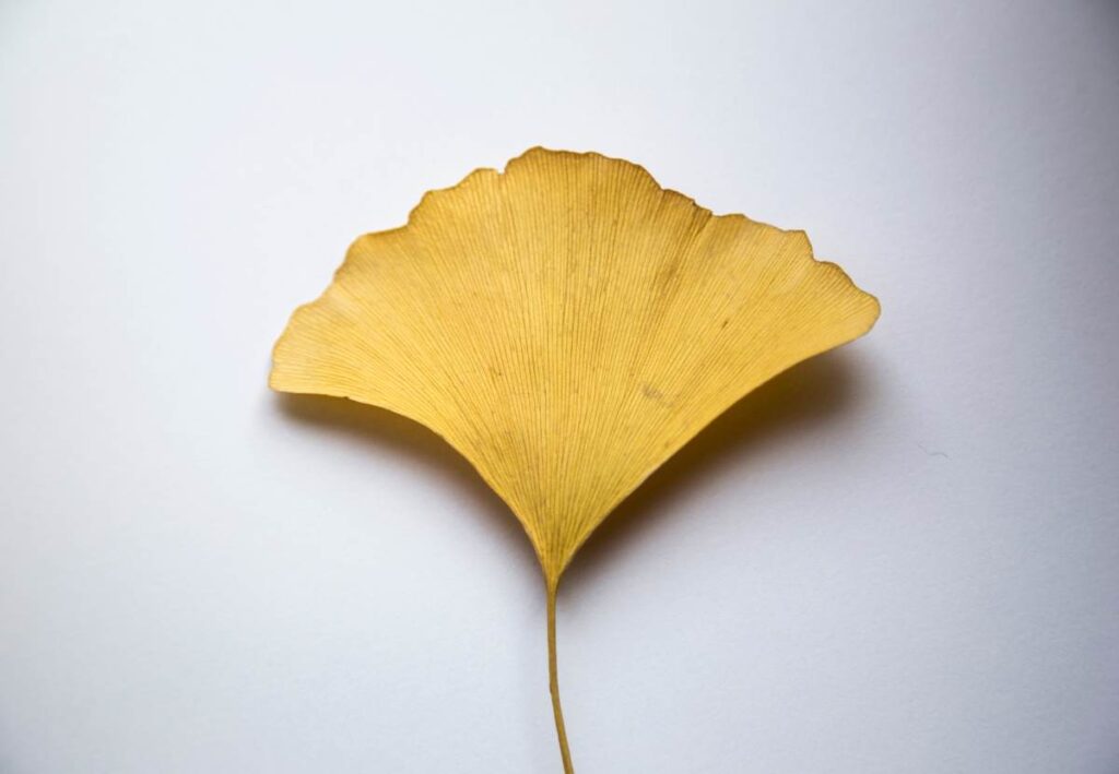 Ginkgo Biloba