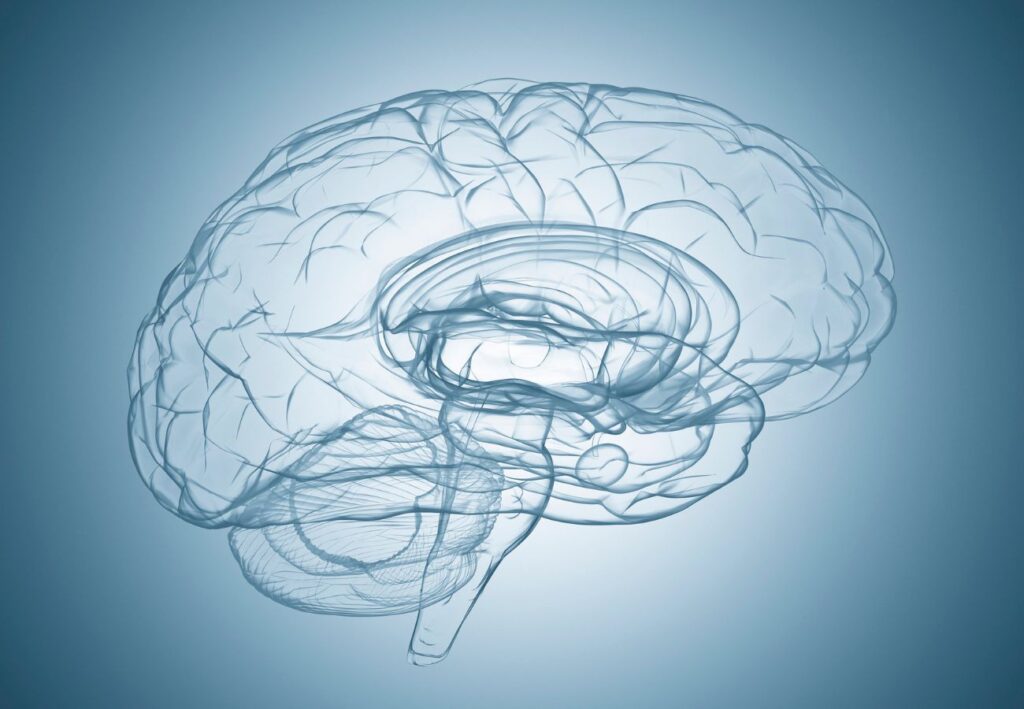 Ilustración del cerebro humano y el sistema nervioso relacionado con los neurotransmisores